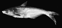 Image of Pangasius lithostoma 