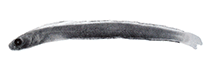 Image of Plagiotremus iosodon (Arrowtooth fangblenny)