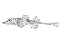 Image of Podothecus veternus 