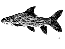 Image of Probarbus labeaminor (Thinlip barb)