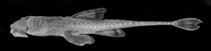 Image of Rineloricaria anhaguapitan 