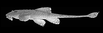 Image of Rineloricaria malabarbai 