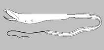 Image of Saccopharynx trilobatus 