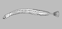Image of Schindleria multidentata 