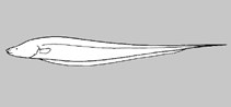 Image of Eigenmannia nigra 