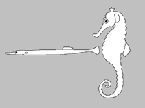Image of Festucalex wassi (Wass\