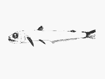 Image of Scopelarchoides signifer 