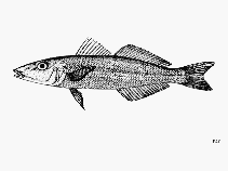 Image of Sillago argentifasciata (Silver-banded sillago)