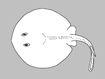Image of Urolophus neocaledoniensis 