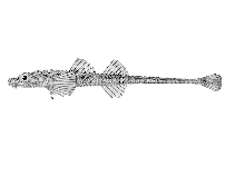 Image of Xeneretmus triacanthus (Bluespotted poacher)