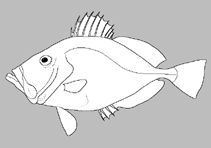 Image of Zenopsis stabilispinosa 