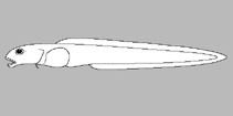 Image of Krusensterniella notabilis 