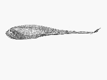 Image of Zu elongatus (Taper-tail ribbonfish)