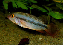 Image of Apistogramma huascar 