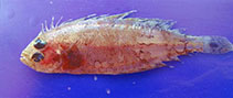 Image of Arnoglossus rueppelii (Rüppell\