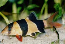 Image of Chromobotia macracanthus (Clown loach)