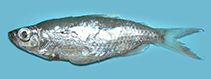 Image of Brachyalestes nurse (Nurse tetra)