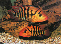 Image of Mesoheros festae (Guayas cichlid)