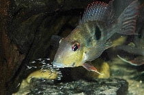 Image of Geophagus megasema 