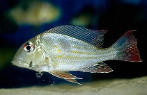Image of Geophagus proximus 
