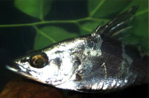 Show available picture(s) for Lates niloticus