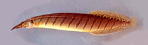 Image of Macrognathus tapirus 
