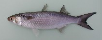 tn_Muban_f0.jpg