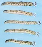 Image of Kichulchoia brevifasciata 