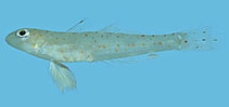 Image of Oplopomops diacanthus (Hole goby)