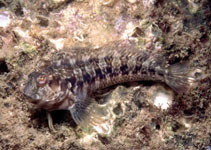 Image of Parablennius goreensis 