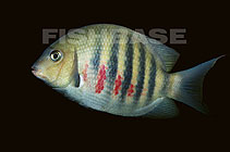 Image of Paretroplus maromandia (Banded Madagascar cichlid)