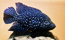 Image of Paratilapia polleni (Black Diamond Madagascar cichlid)