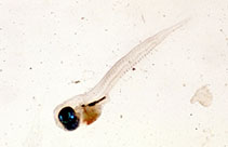Show available picture(s) for Parablennius tentacularis
