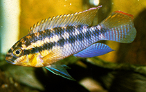Image of Pelvicachromis silviae 