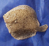 Show available picture(s) for Scophthalmus maximus