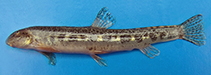Image of Sabanejewia aurata (Golden spined loach)