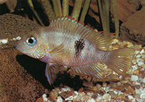 Image of Thorichthys callolepis (San Domingo cichlid)
