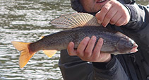 Image of Thymallus mertensii 