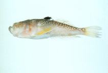 Image of Uranoscopus japonicus 