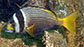 Accat_u7.jpg