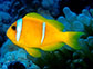 Ambic_u6.jpg