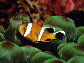 Amoma_j0.jpg