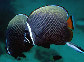 Chcol_u7.jpg
