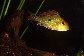Geaba_u0.jpg