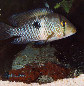 Geobs_u0.jpg