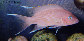 Nemar_m0.jpg