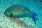Sccol_u2.jpg